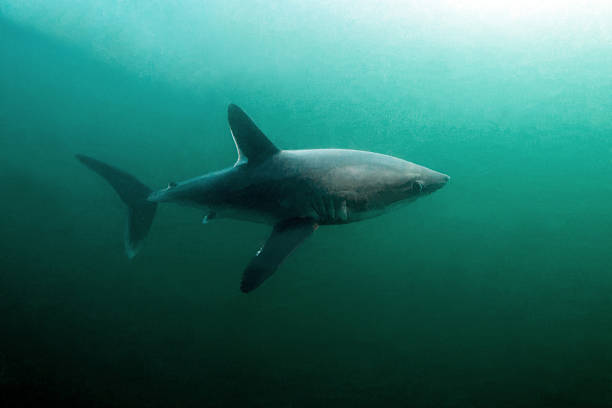 Tiburón marrajo sardinero. /Getty