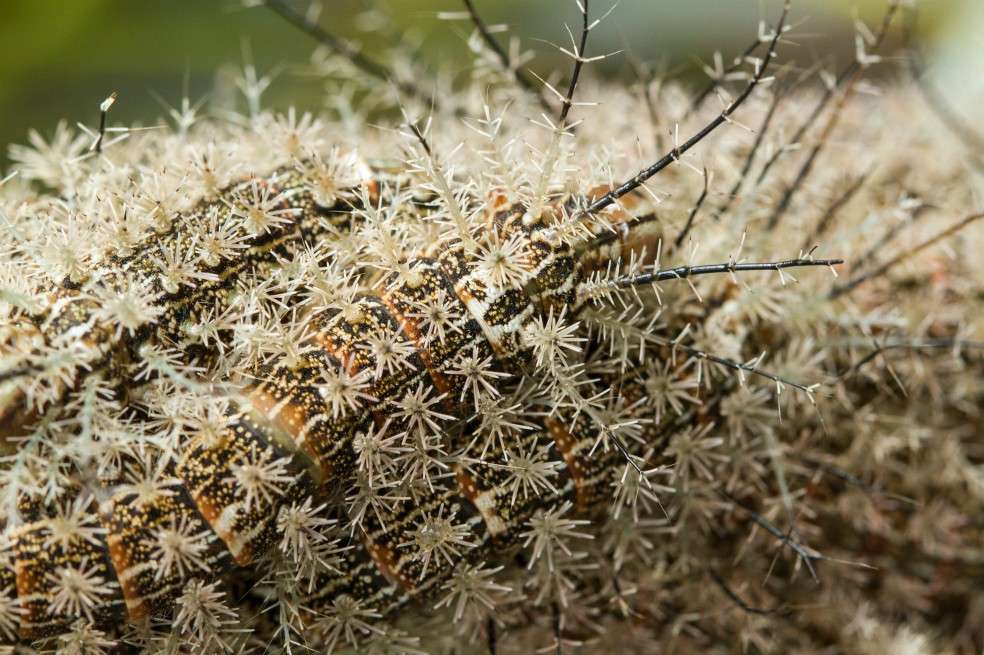 Las orugas son insectos del género Lonomia. / Giovanni Paolo Randazzo, estudiante de Doctorado Universidad de los Andes.