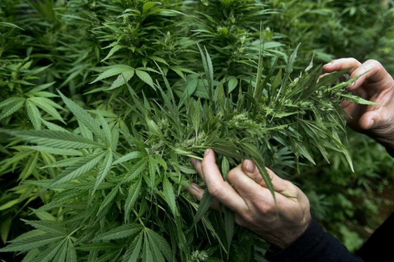 EE.UU. considera la marihuana tan peligrosa como la cocaína y la heroina