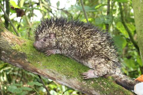 Descubrieron una nueva especie de puercoespín que solo se encuentra en Colombia