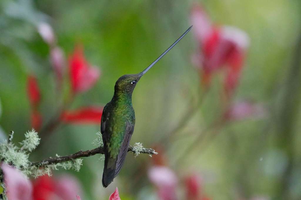 ACOMPAÑA CRÓNICA: COLOMBIA ANIMALES AME9313. BOGOTÁ (COLOMBIA), 20/05/2025.- Fotografía del 17 de mayo de 2025 de un colibrí en el sendero ecológico 'El Paramuno' en Bogotá (Colombia). Envuelto por la niebla densa del amanecer, el cerro de Monserrate despierta cada día con una escena digna de cuento: decenas de colibríes emergen entre los arbustos del bosque altoandino y saludan con su aleteo a los caminantes que ascienden por el empinado sendero hacia el santuario. EFE/ Carlos Ortega