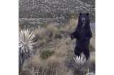 Video viral de oso de anteojos no fue en el Páramo de Santurbán, fue en Chingaza en 2017