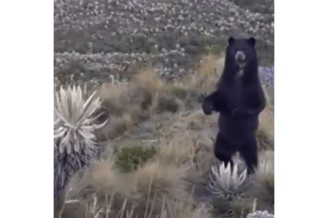 Video viral de oso de anteojos no fue en el Páramo de Santurbán, fue en Chingaza en 2017