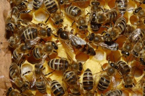 Investigan envenenamiento de más de un millón y medio de abejas en Quindío