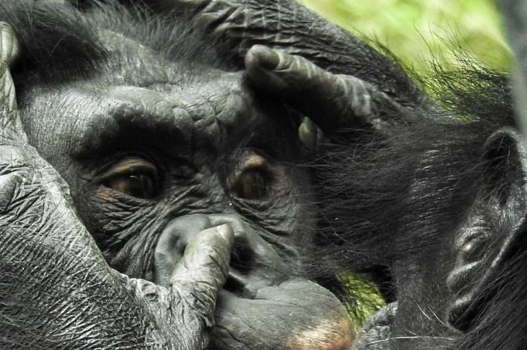 La etología es una rama de la biología que se apoya en la psicología para estudiar el comportamiento de los animales, ya sea en su hábitat natural o en espacios controlados.