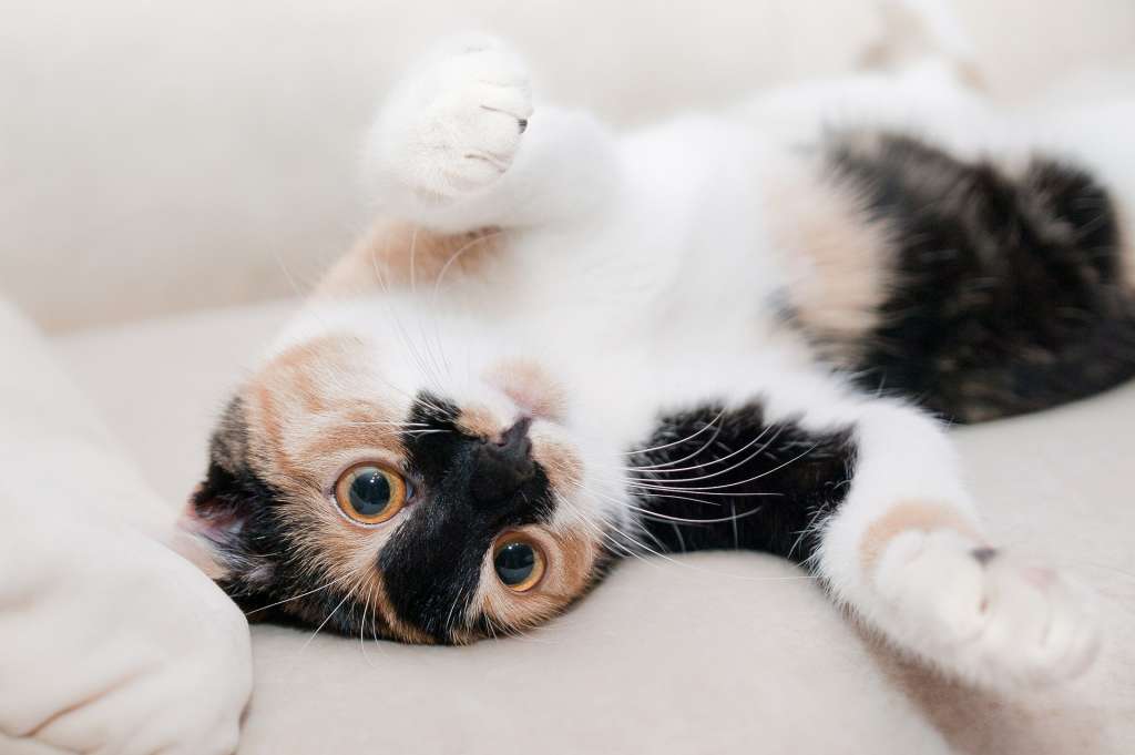 Gato casero