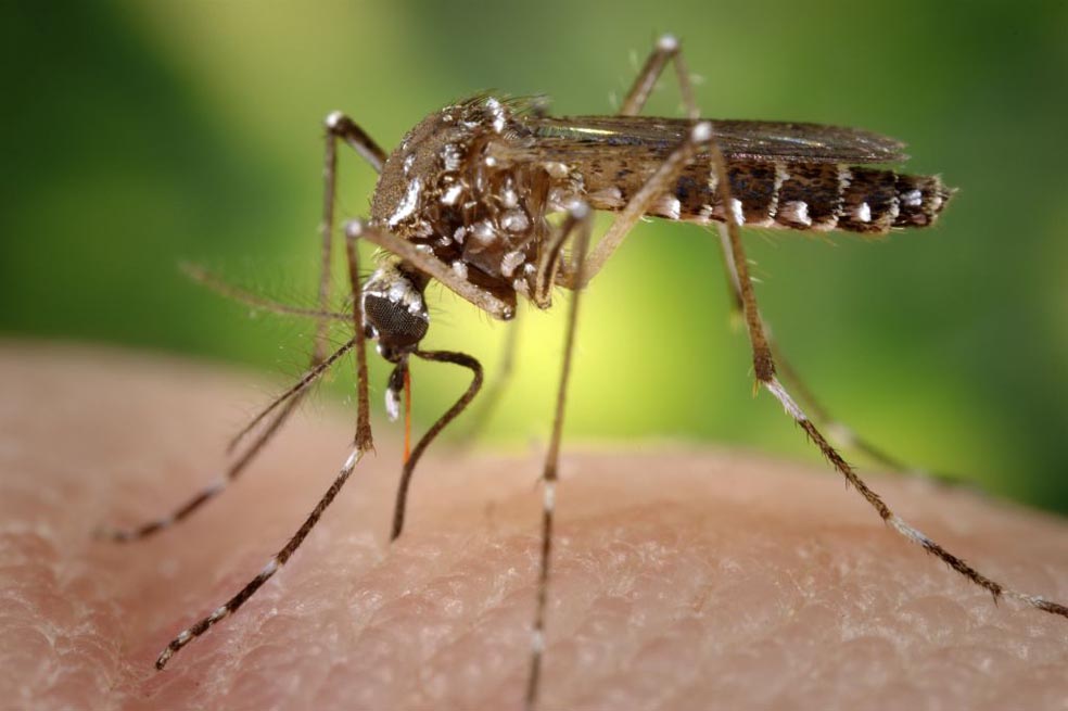 El chikungunya se transmite a través de dos tipos de mosquitos. / Flickr/Sanofi-Pasteur