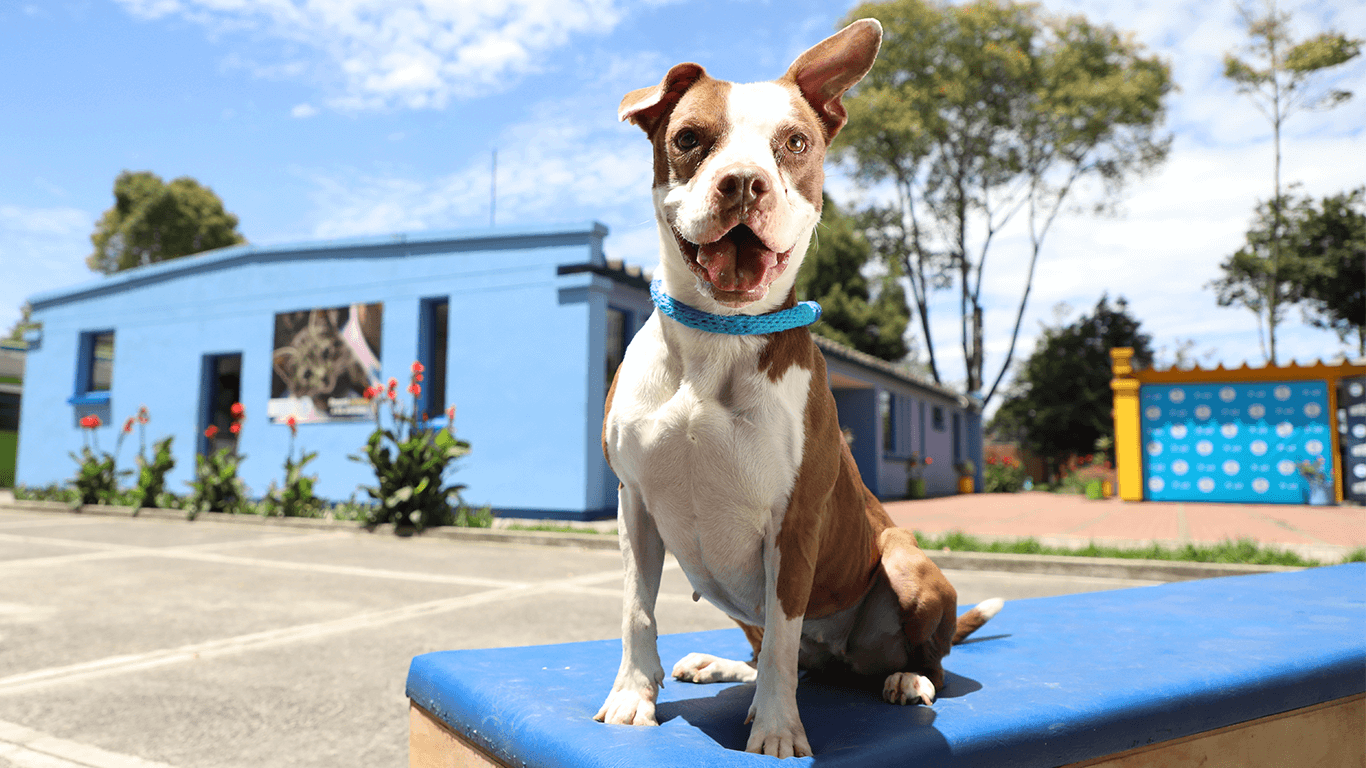 Nata, rescatada por el Distrito.  / Cortesía del Instituto de Protección y Bienestar Animal 