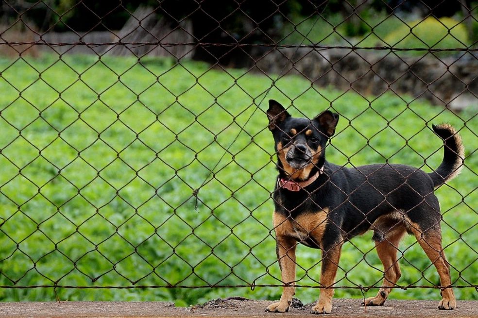 La ley australiana dice que antes de sacrificar un animal se deben buscar otras alternativas.