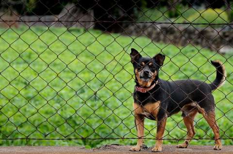 Más de 500 perros están en peligro por un brote bacteriano en refugio de EE. UU.