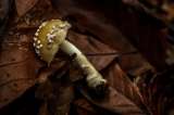 Exposición fotográfica de hongos en el Jardín Botánico de Bogotá hasta el 27 de octubre