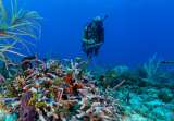 Las sorprendentes fotos del mar colombiano tras 50 días de expedición científica