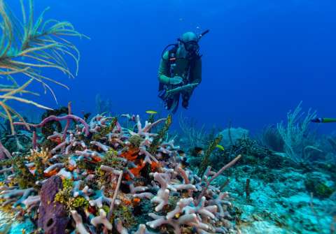 Las sorprendentes fotos del mar colombiano tras 50 días de expedición científica
