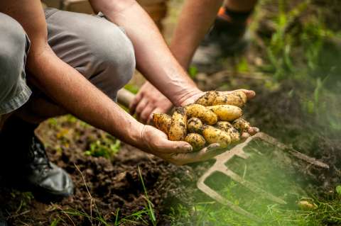 Minagricultura amplía plazo de inscripción para reembolso de compra de insumos