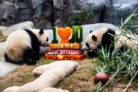 China celebra el primer cumpleaños de los pandas gemelos Jia Jia y De De 