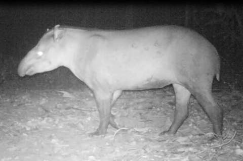La danta, una especie en extinción, sobrevive en el Magdalena Medio