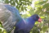 Arranca temporada migratoria: ¿Qué hacer si se encuentra con una Tingua azul?