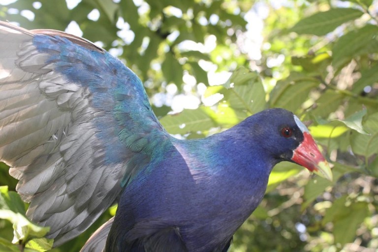 Arranca temporada migratoria: ¿Qué hacer si se encuentra con una Tingua azul?