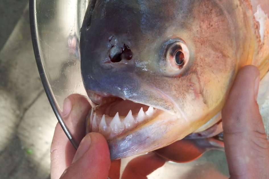 Piraña, un manjar de dientes afilados