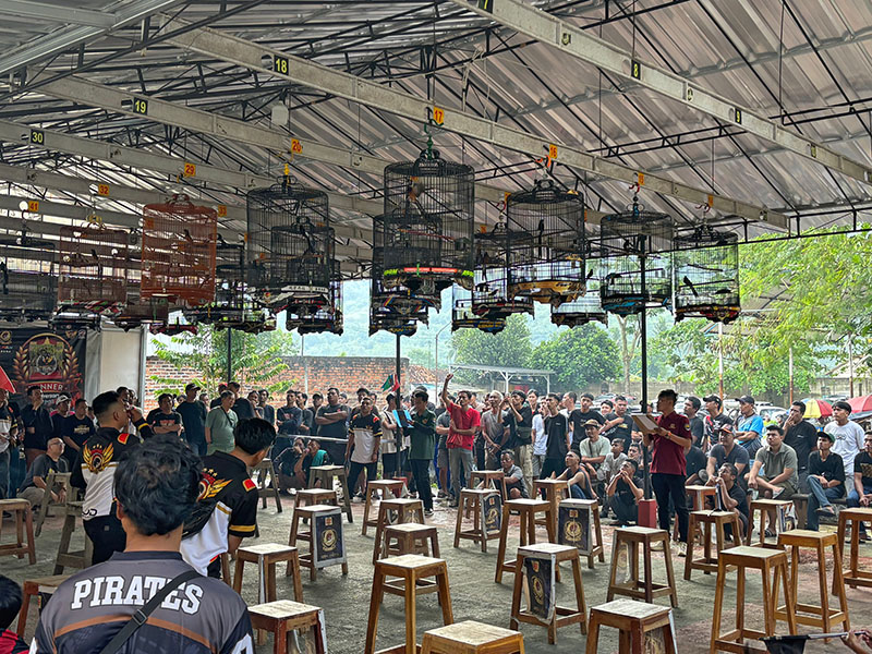 Desde los años setenta, los concursos de pájaros cantores han ganado popularidad en toda Indonesia. Con premios como cabras, motocicletas, relojes y dinero (a veces por un valor equivalente a hasta 10 años de salario), estos eventos están animando a multitudes de personas a tener pájaros cantores como mascotas.