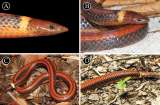 Esta es la nueva especie de serpiente que descubrió la ciencia