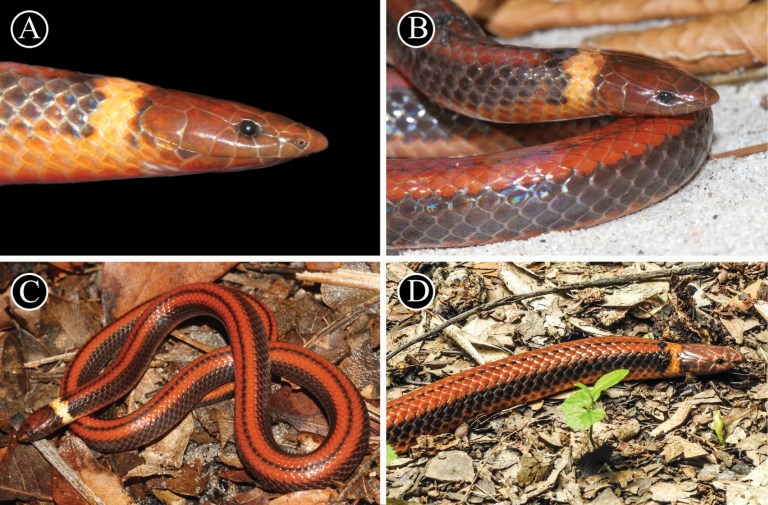Esta es la nueva especie de serpiente que descubrió la ciencia