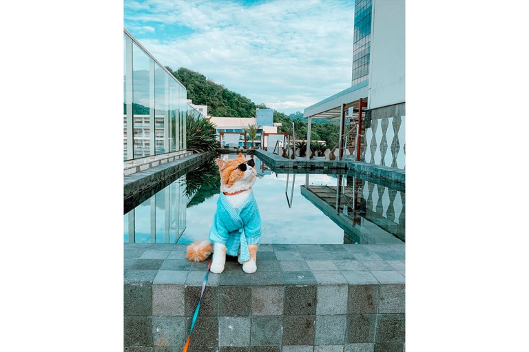 Él es Ravioli, el gato influenciador de redes sociales como Instagram y TikTok