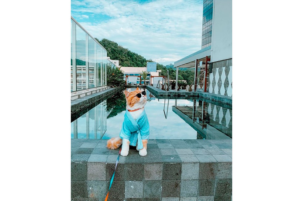 Él es Ravioli, el gato influenciador de redes sociales como Instagram y TikTok