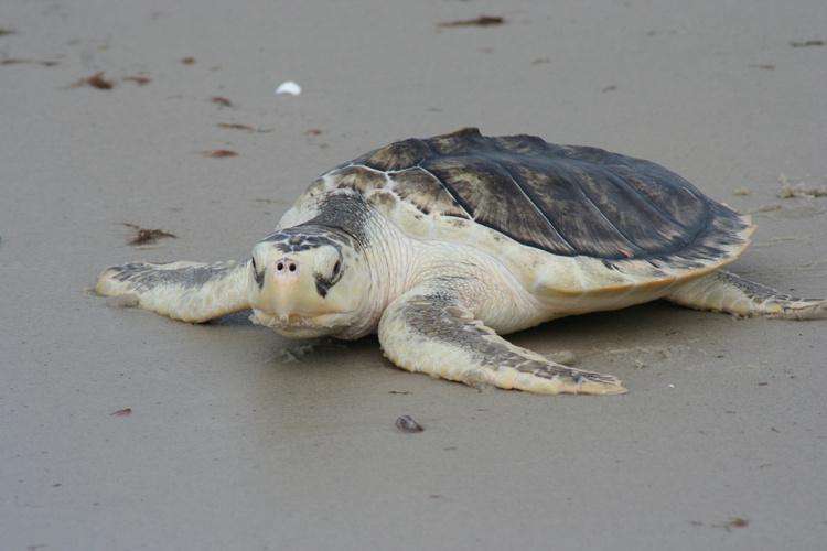 La tortuga Iora ("Lepidochelys kempii") habita en las aguas del Golfo de México.