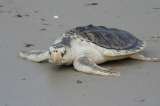 El ruido podría estar afectando a la tortuga marina más pequeña del mundo