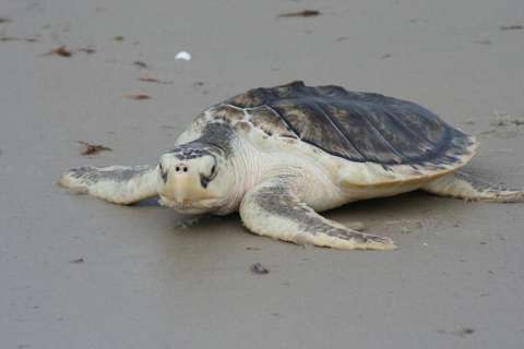 El ruido podría estar afectando a la tortuga marina más pequeña del mundo