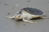 El ruido podría estar afectando a la tortuga marina más pequeña del mundo