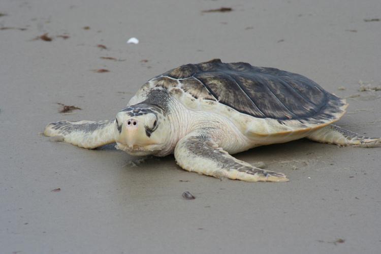 El ruido podría estar afectando a la tortuga marina más pequeña del mundo