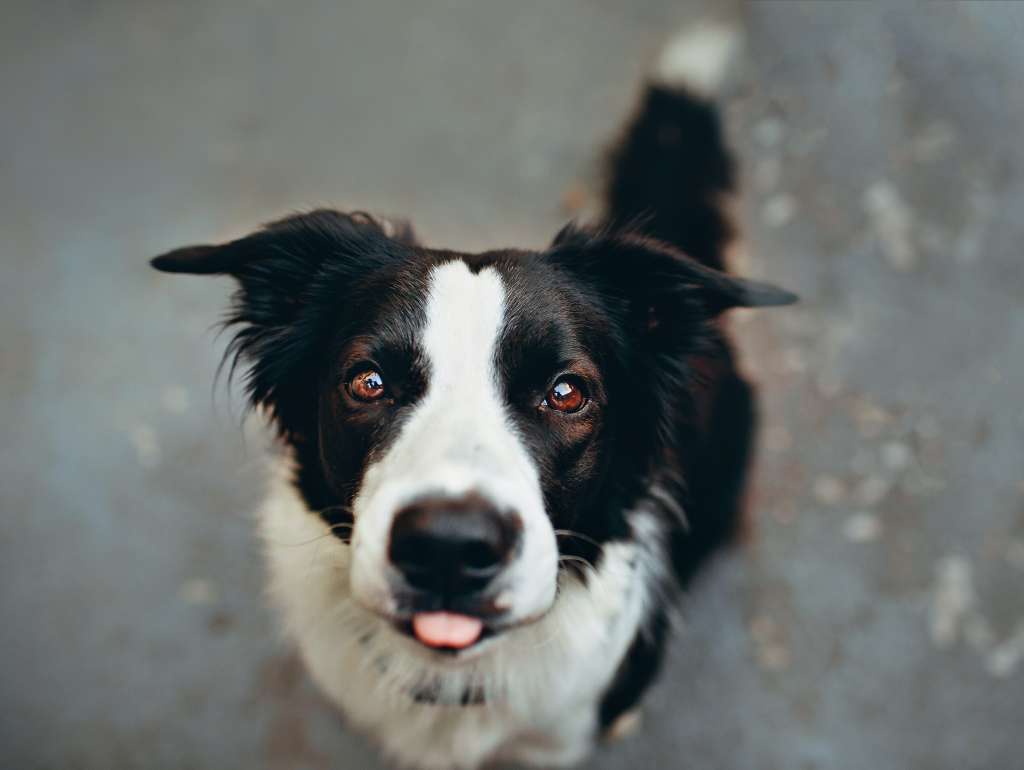Las 3 razas de perros más inteligentes