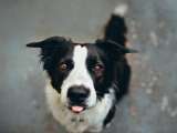 ¿Para qué sirven los bigotes y las cejas de los perros?
