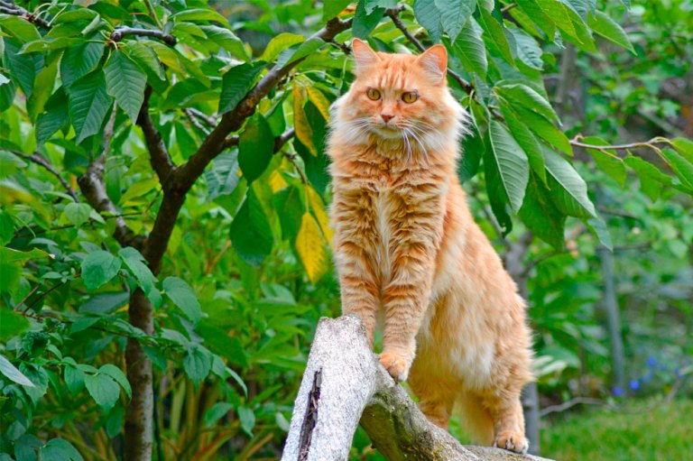 ¡Adorables! en fotos, las diferentes razas de gatos naranjas