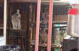 Suben a Monserrate y dejan a sus perros en jaulas: la denuncia que generó rechazo en redes