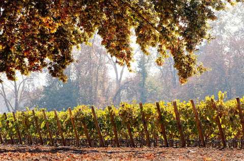 “Colombia, entre los 10 países más importantes en exportación de vino chileno”