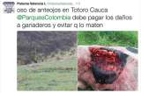 Las divertidas imágenes de osos sobre el polémico tuit de Paloma Valencia contra Parques Nacionales