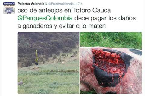 Las divertidas imágenes de osos sobre el polémico tuit de Paloma Valencia contra Parques Nacionales