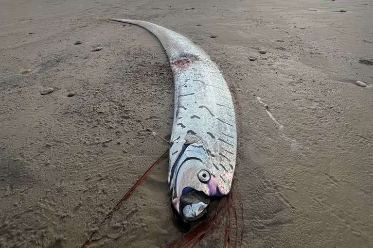Pez remo visto en una playa de Tasmania.