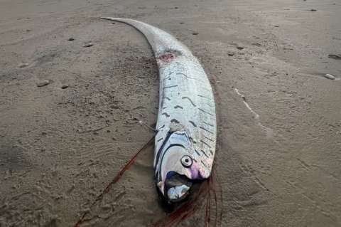 El pez de tres metros que pocos han visto y apareció en Tasmania