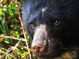 Oso de anteojos será protegido en Cundinamarca debido a nuevos asentamientos humanos