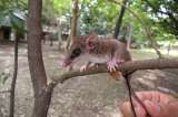 Descubren dos nuevas especies de chuchas en Colombia