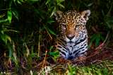 Comercio ilegal de jaguares estaría vinculado con inversión de China en Latinoamérica