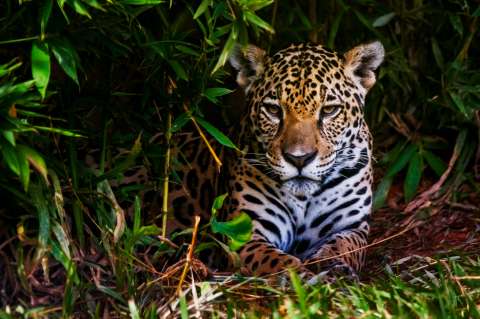 Comercio ilegal de jaguares estaría vinculado con inversión de China en Latinoamérica