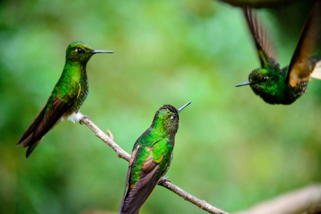 iStock