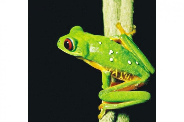 Extinción masiva de ranas a la vista