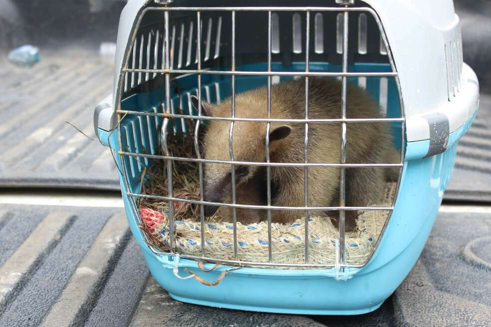 En la imagen: Oso Melero (Tamandua tetradactyla). / Corpochivor