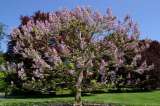 El árbol chino que quiere invadir a Colombia (para mal)